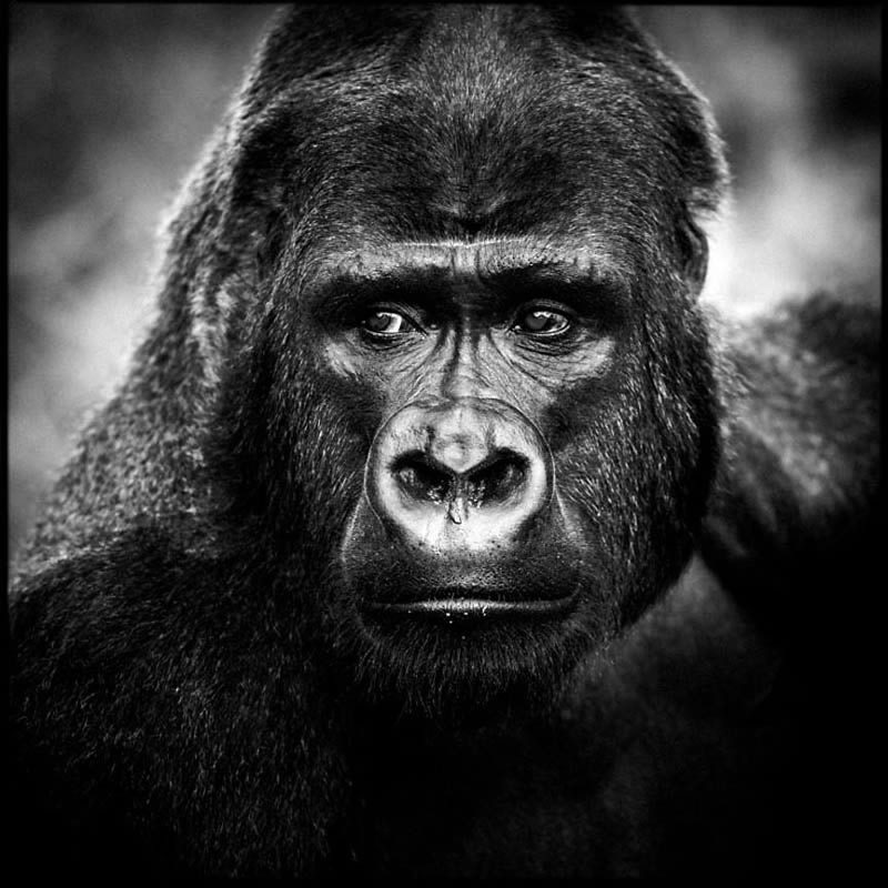 Black and White Wildlife Photography by Laurent Baheux