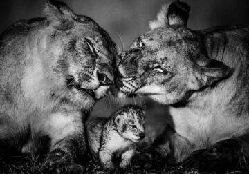 Black and White Wildlife Photography by Laurent Baheux