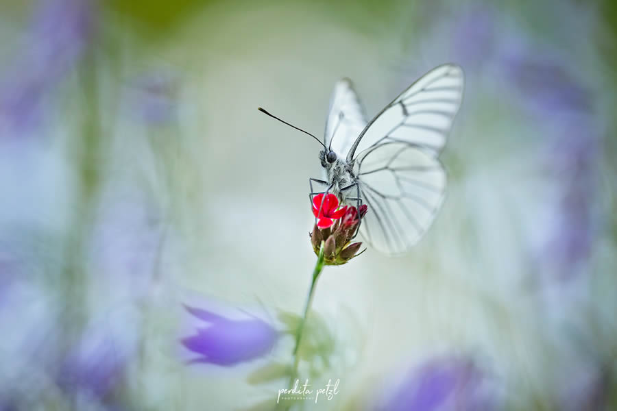 Macro Photos Of Butterflies By Perdita Petzl