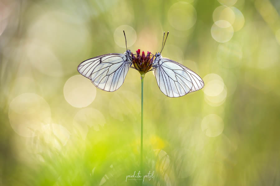 Macro Photos Of Butterflies By Perdita Petzl