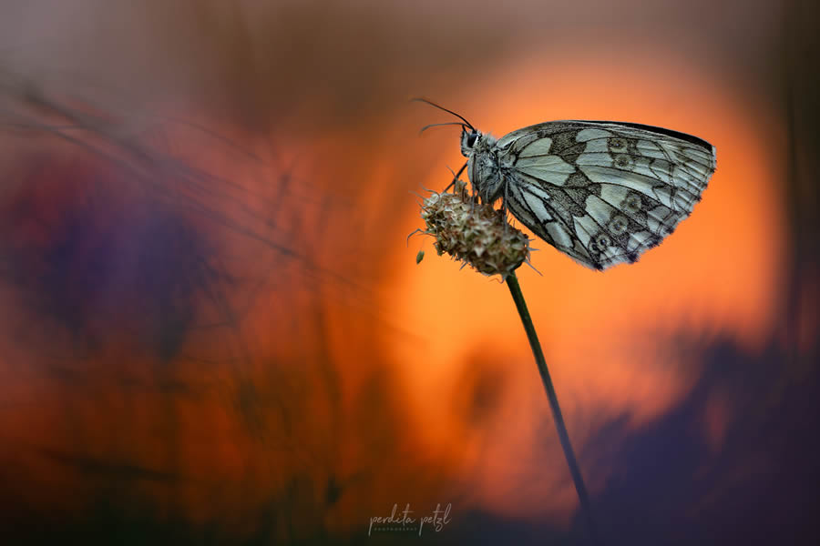 Macro Photos Of Butterflies By Perdita Petzl