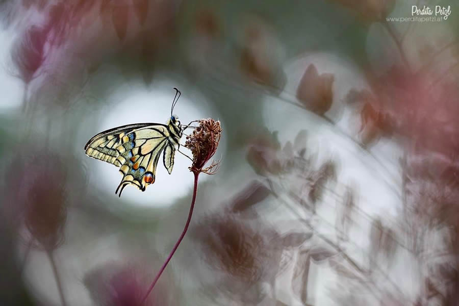 Macro Photos Of Butterflies By Perdita Petzl