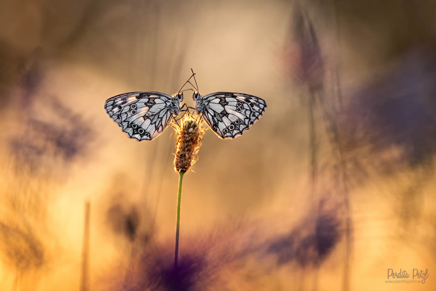 Macro Photos Of Butterflies By Perdita Petzl