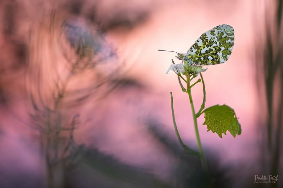 Macro Photos Of Butterflies By Perdita Petzl