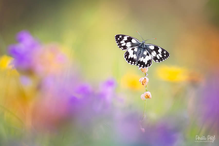 Macro Photos Of Butterflies By Perdita Petzl