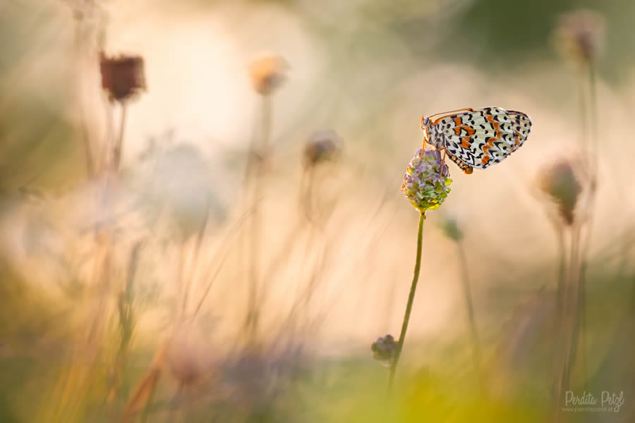 Macro Photos Of Butterflies By Perdita Petzl