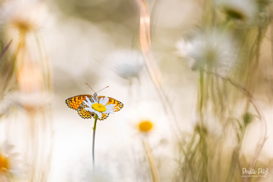 Macro Photos Of Butterflies By Perdita Petzl