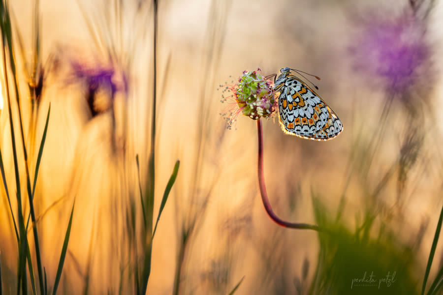 Macro Photos Of Butterflies By Perdita Petzl