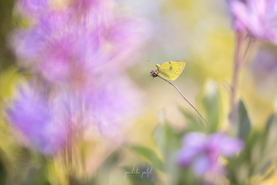 Macro Photos Of Butterflies By Perdita Petzl