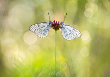 Macro Photos Of Butterflies By Perdita Petzl