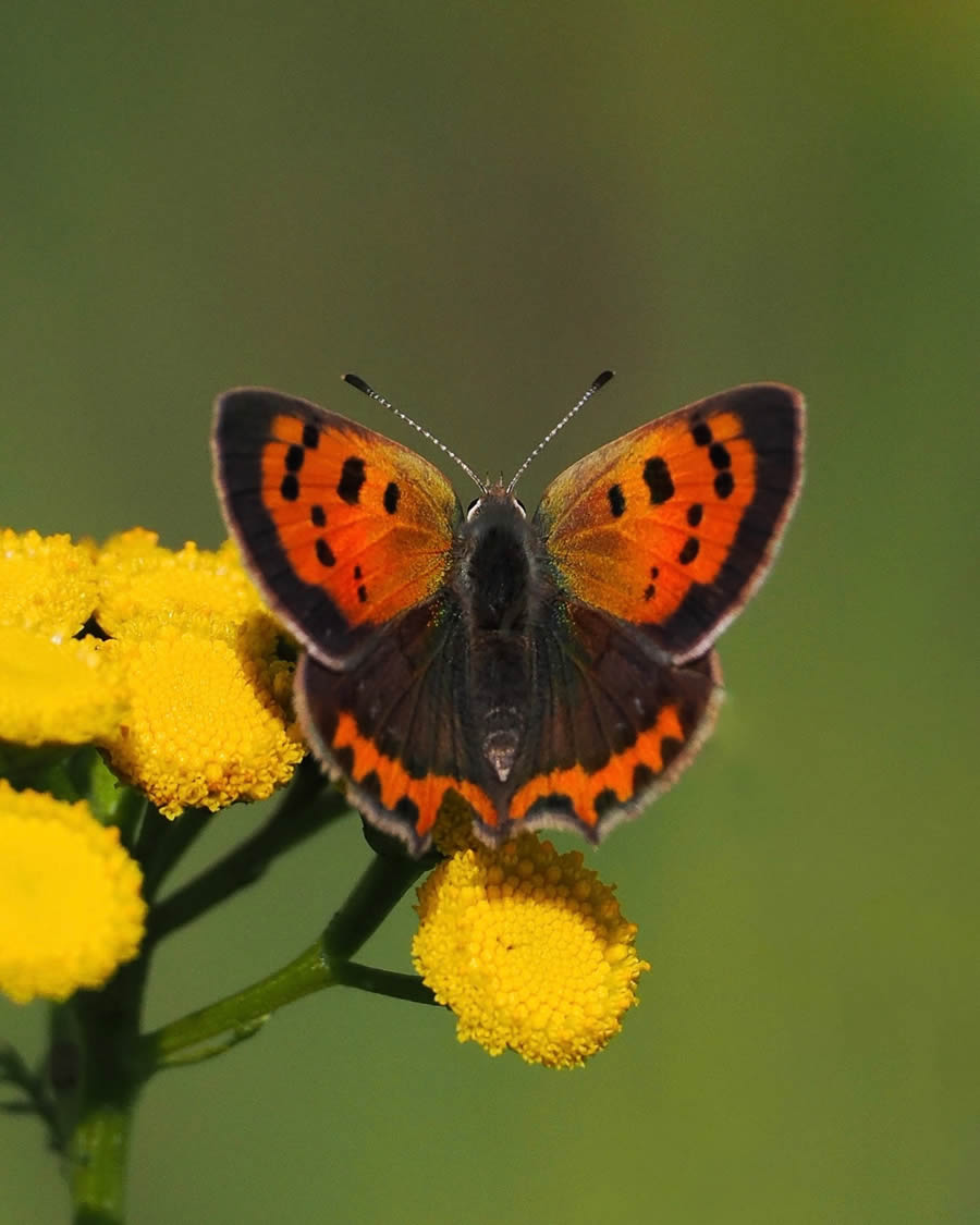 Beautiful Macro Photos Of Butterflies By Tarja