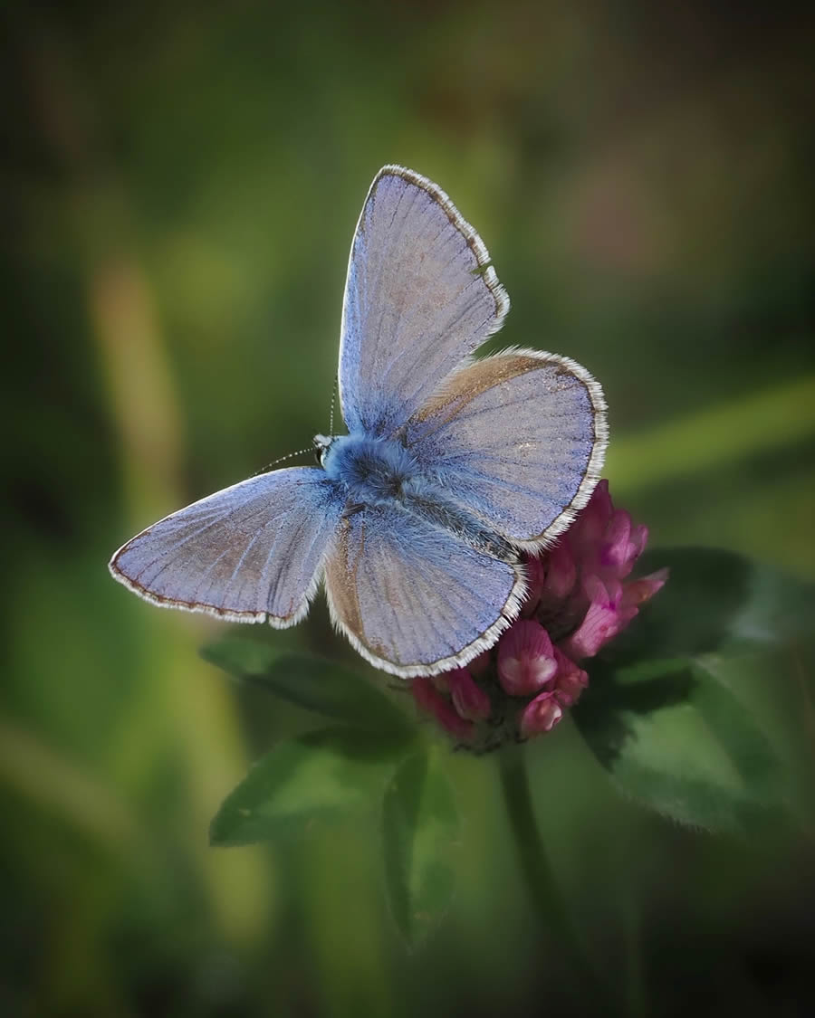 Beautiful Macro Photos Of Butterflies By Tarja