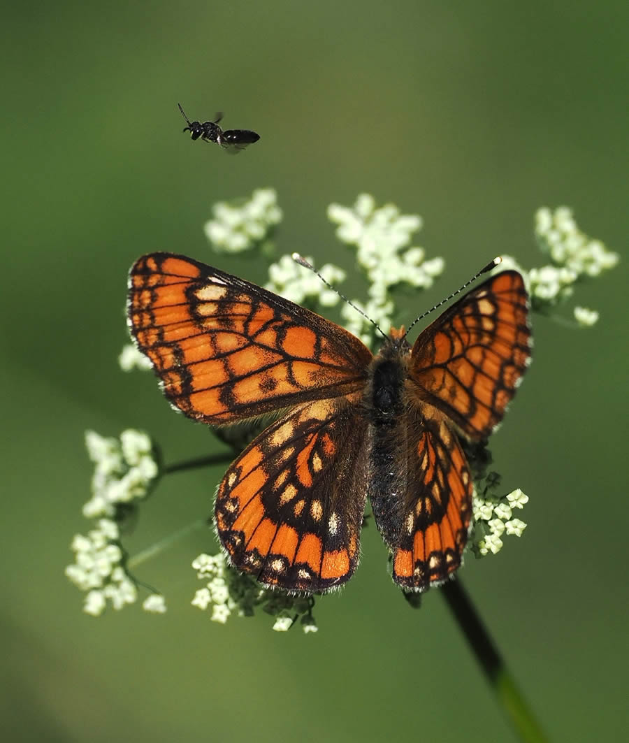 Beautiful Macro Photos Of Butterflies By Tarja