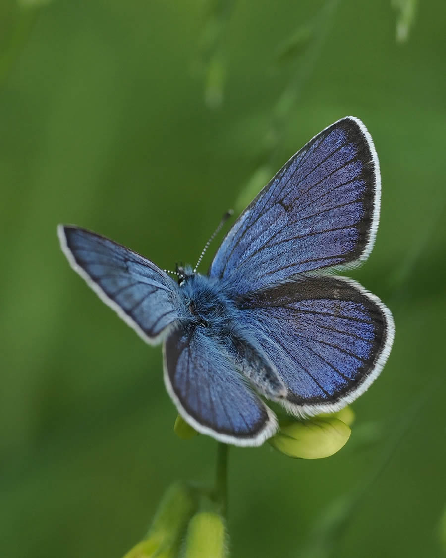 Beautiful Macro Photos Of Butterflies By Tarja