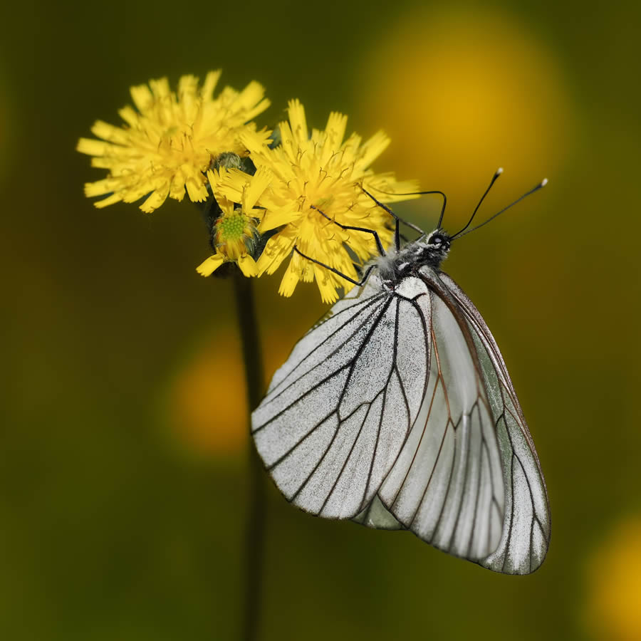 Beautiful Macro Photos Of Butterflies By Tarja