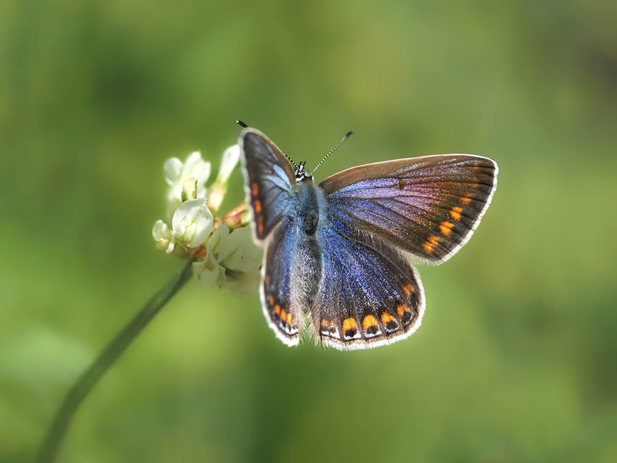 Beautiful Macro Photos Of Butterflies By Tarja