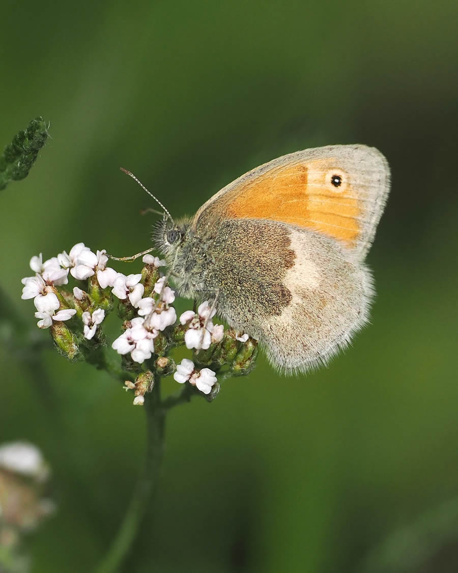 Beautiful Macro Photos Of Butterflies By Tarja