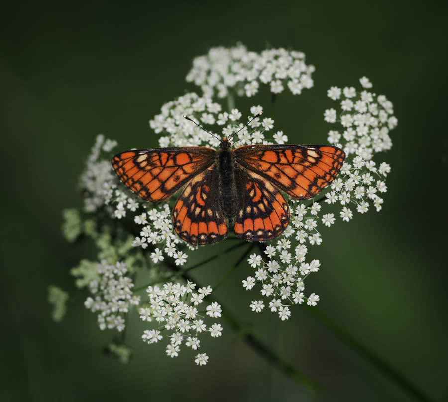 Beautiful Macro Photos Of Butterflies By Tarja