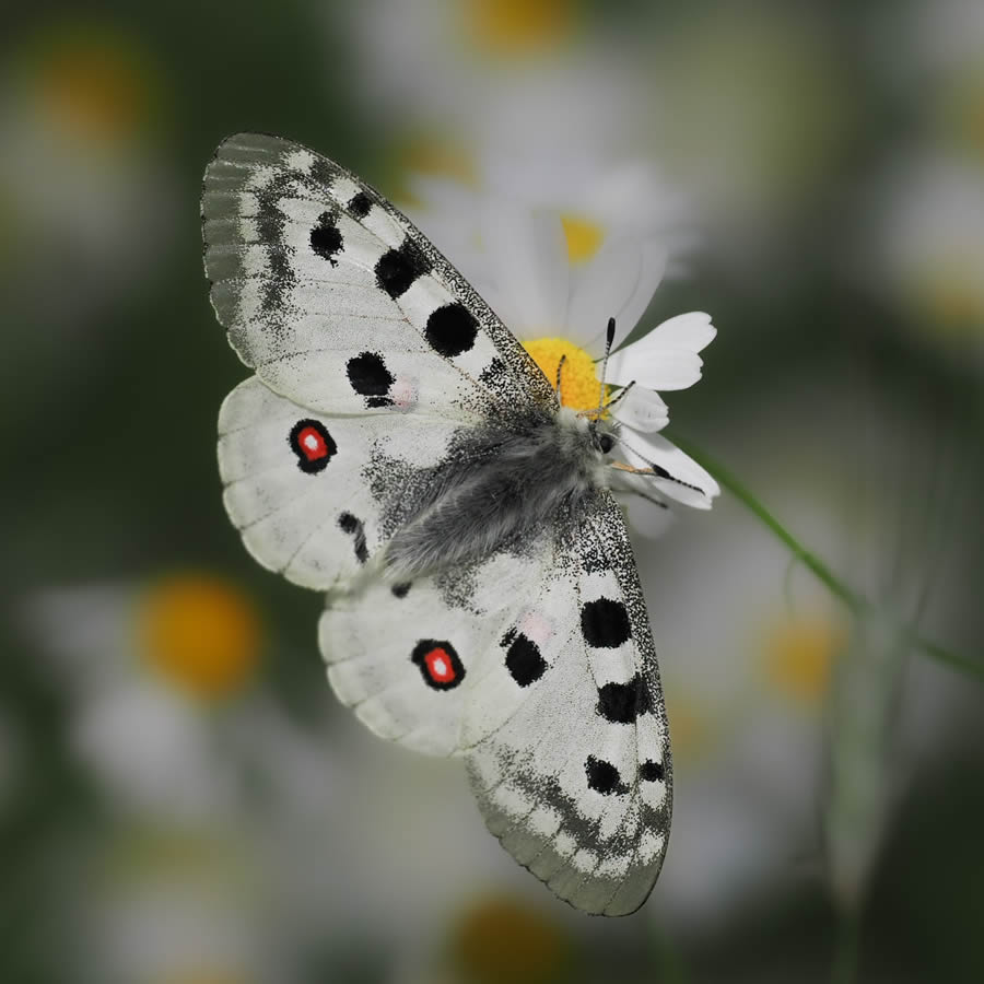 Beautiful Macro Photos Of Butterflies By Tarja