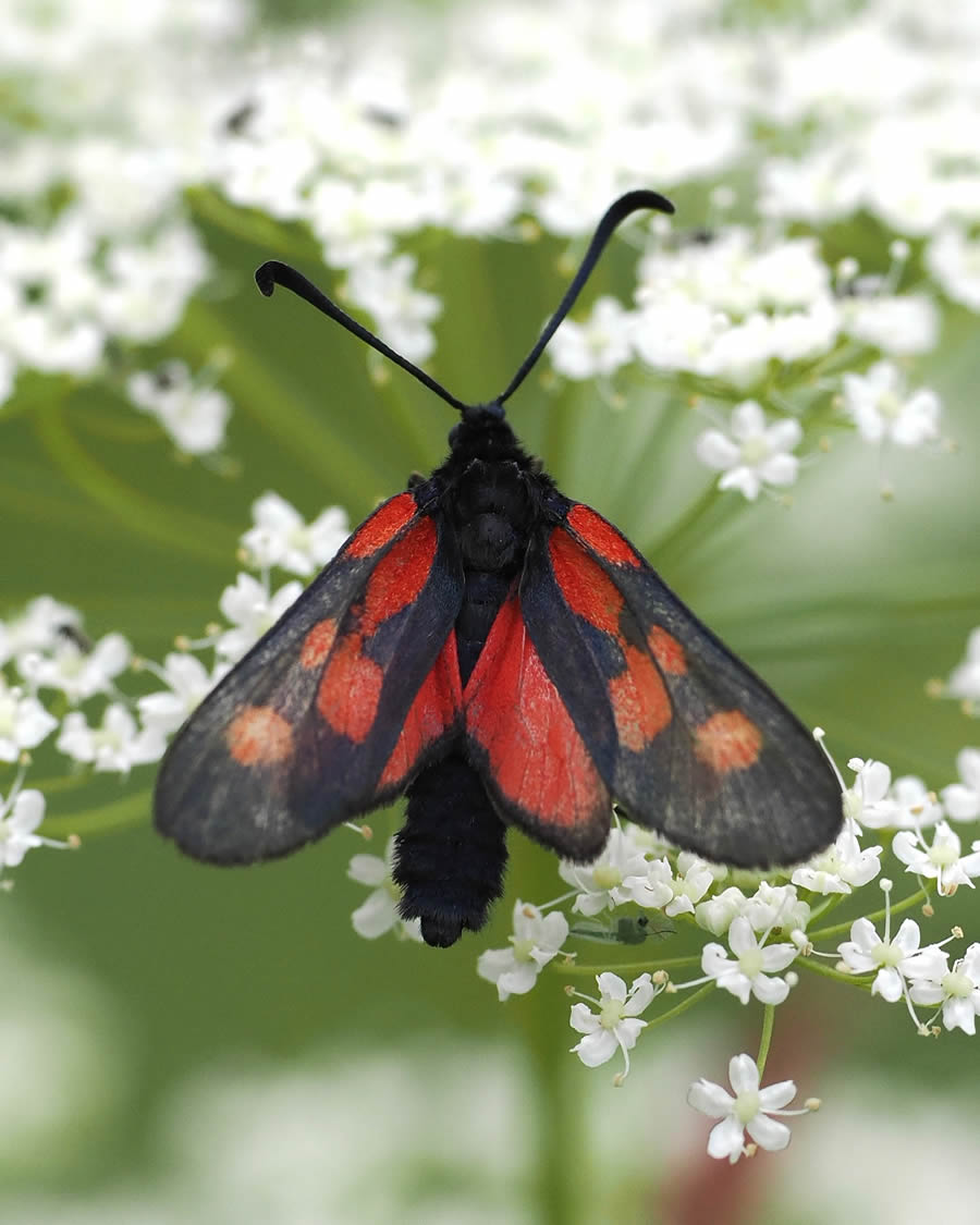 Beautiful Macro Photos Of Butterflies By Tarja