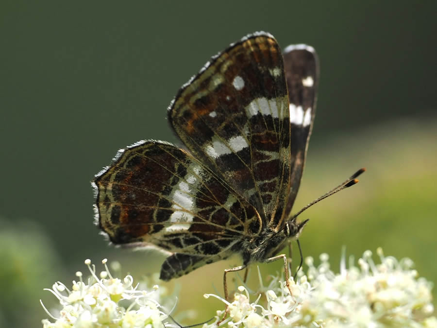 Beautiful Macro Photos Of Butterflies By Tarja