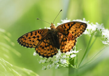 Beautiful Macro Photos Of Butterflies By Tarja