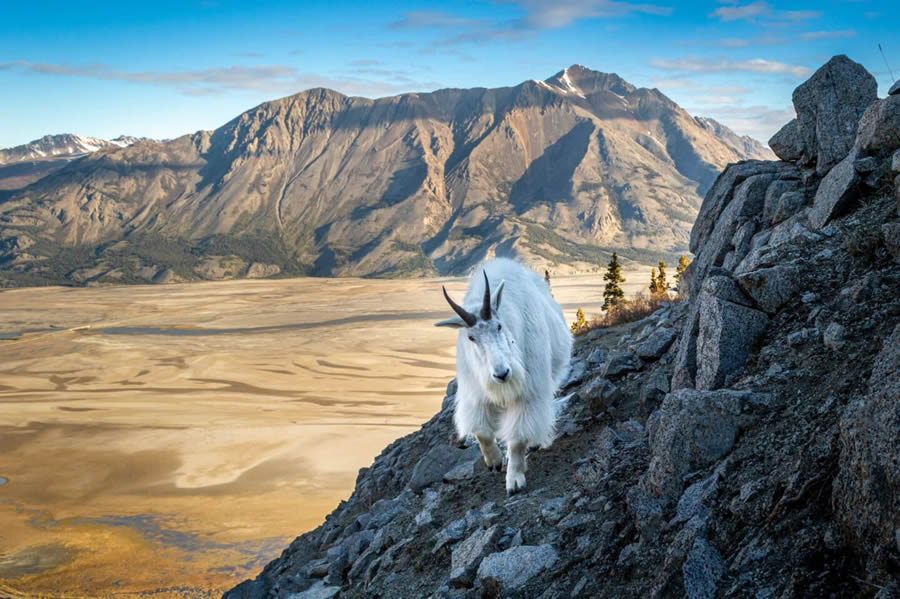 Canadian Wildlife Photography of the Year 2024 Winners