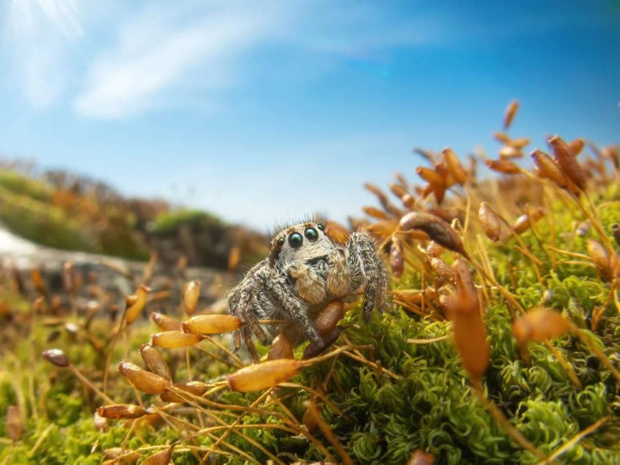 Canadian Wildlife Photography of the Year 2024 Winners