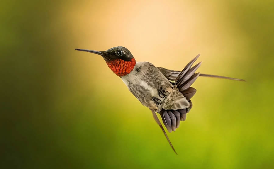 Canadian Wildlife Photography of the Year 2024 Winners