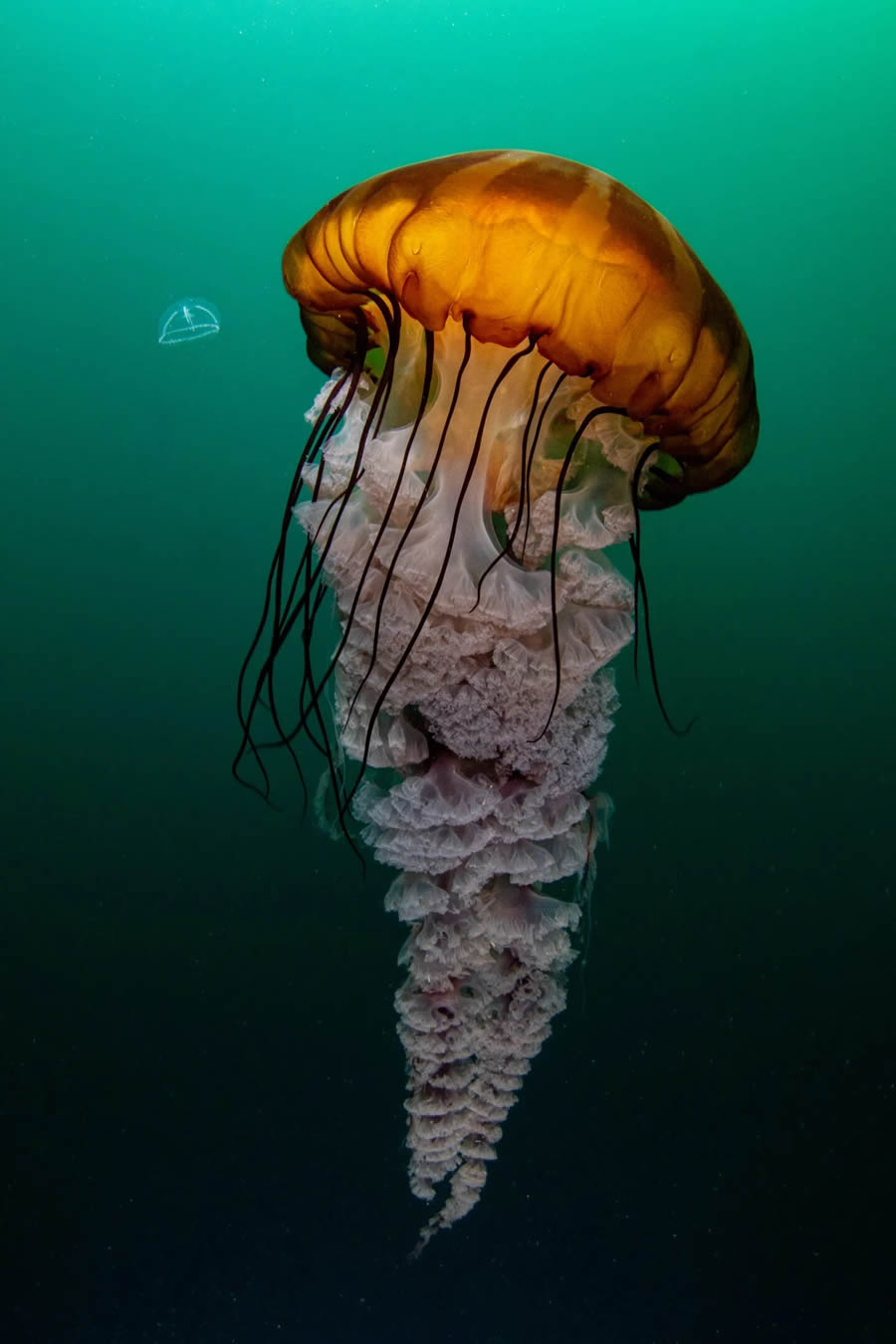 Canadian Wildlife Photography of the Year 2024 Winners