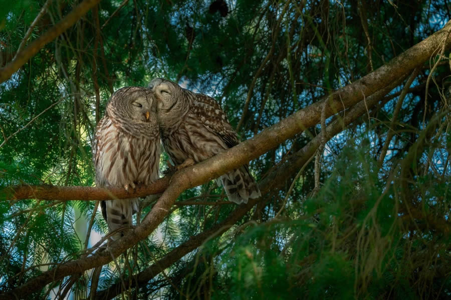 Canadian Wildlife Photography of the Year 2024 Winners