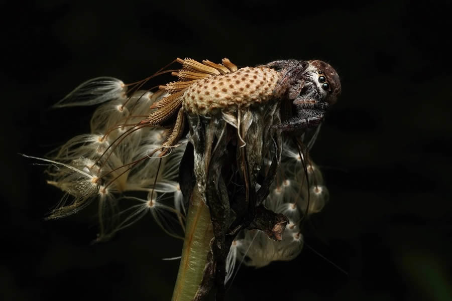 Canadian Wildlife Photography of the Year 2024 Winners