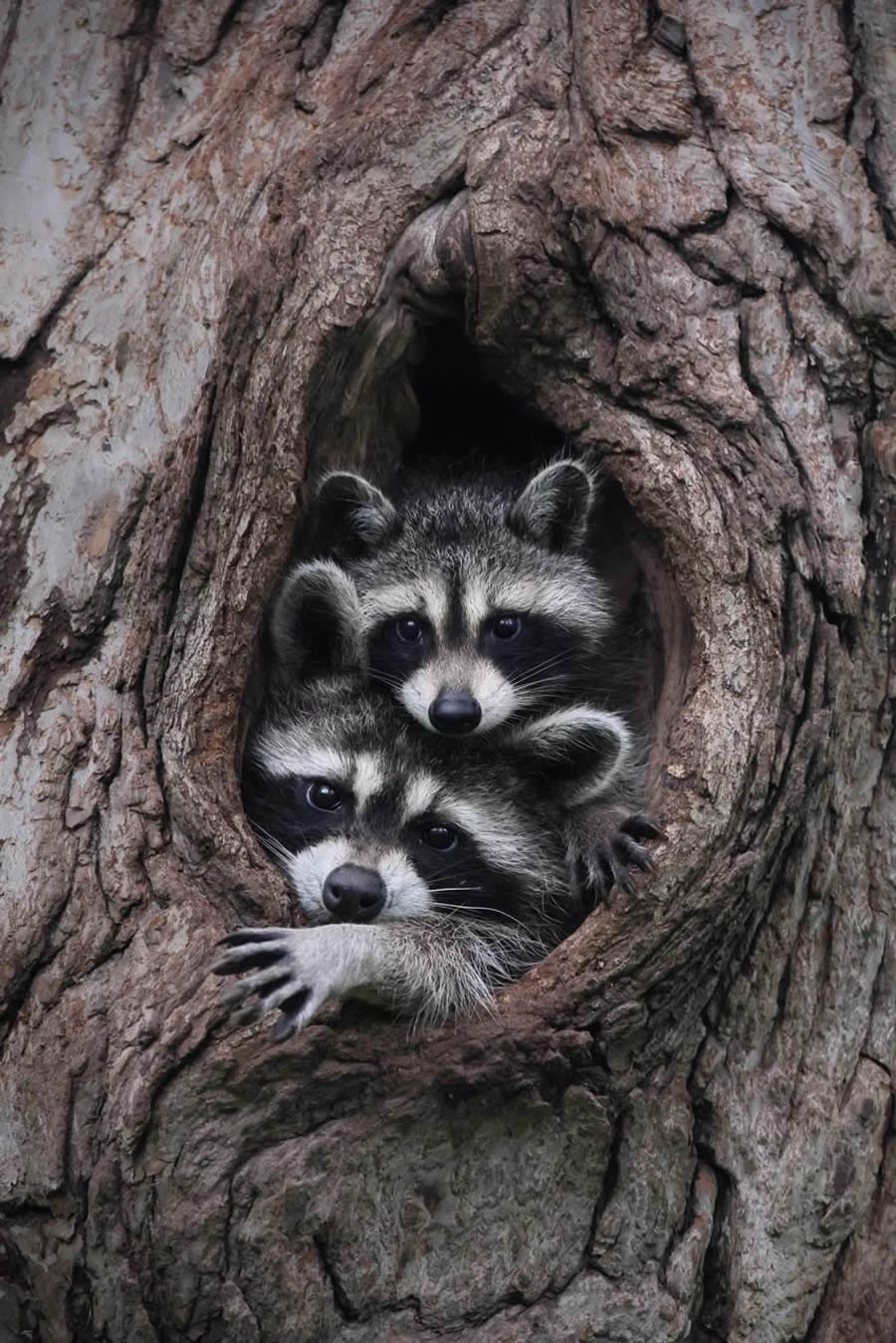 Canadian Wildlife Photography of the Year 2024 Winners