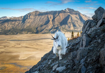 Canadian Wildlife Photography of the Year 2024 Winners