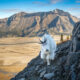 Canadian Wildlife Photography of the Year 2024 Winners