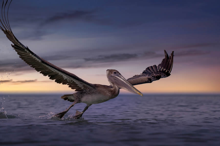 Wildlife Fine Art Photography Awards 2024 Winners