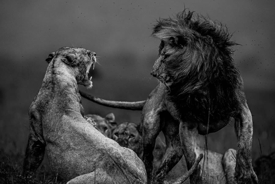 Wildlife Fine Art Photography Awards 2024 Winners