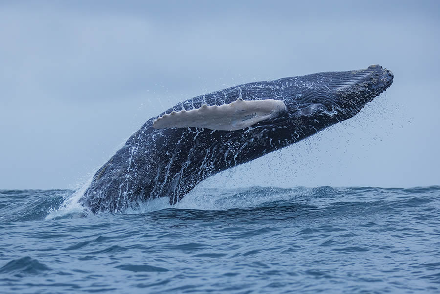 Wildlife Fine Art Photography Awards 2024 Winners