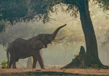 Wildlife Fine Art Photography Awards 2024 Winners