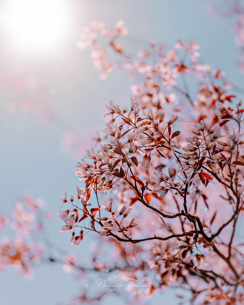 Macro Photography Of Flowers By Elien Van Moerzeke