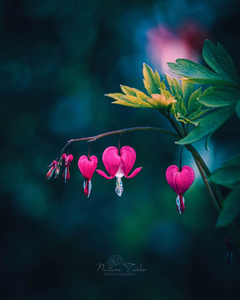 Enchanting Flower Photos to Inspire Nature Enthusiasts