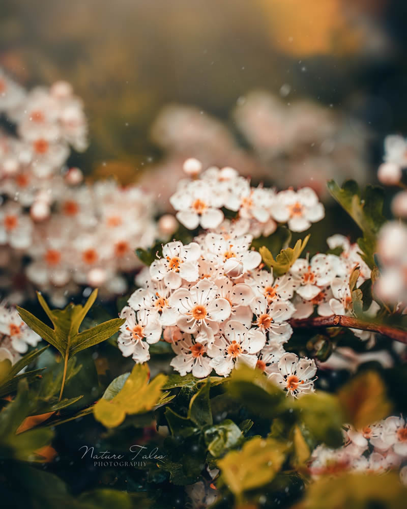 Macro Photography Of Flowers By Elien Van Moerzeke