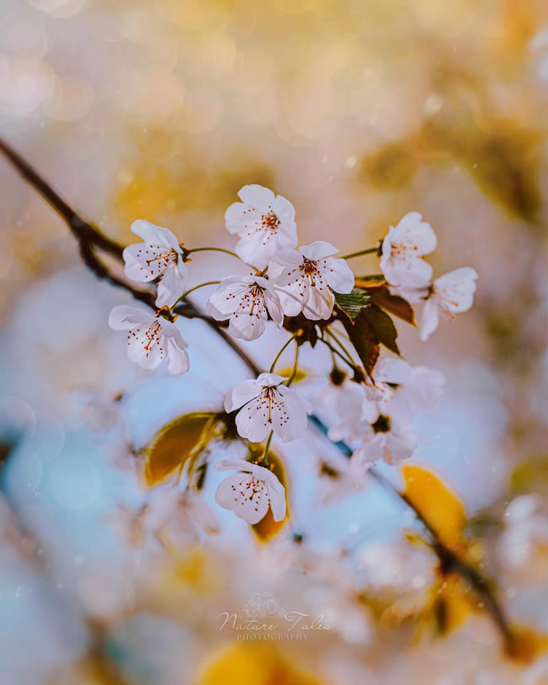 Macro Photography Of Flowers By Elien Van Moerzeke