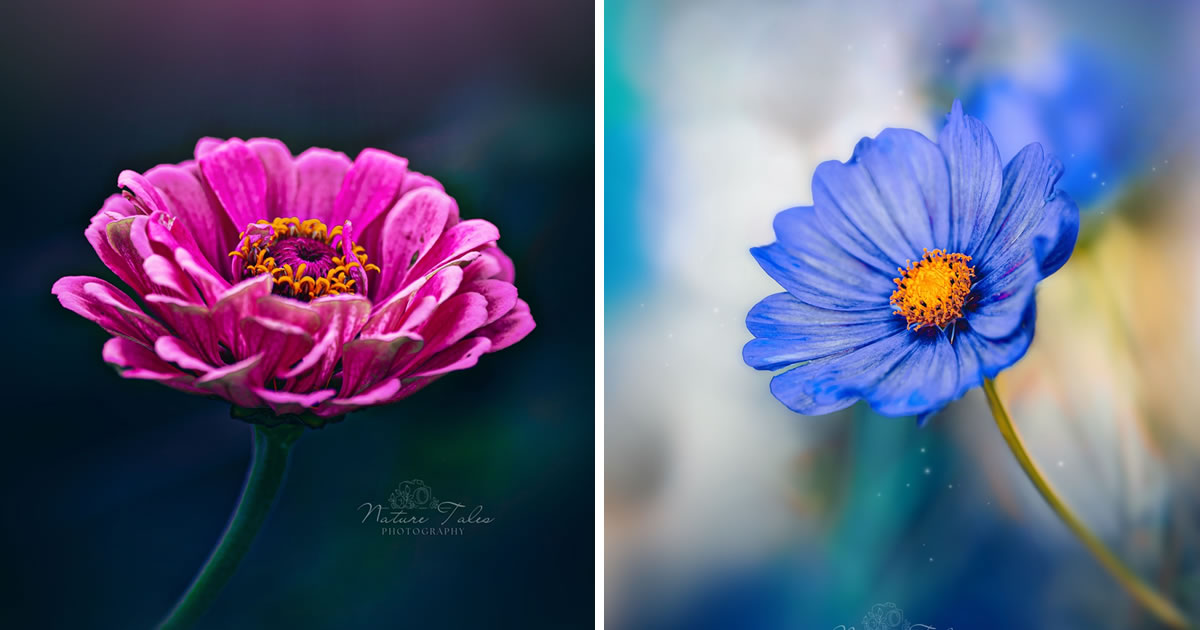 Nature Photographer Elien Van Moerzeke Captures Stunning Macro Photos Of Flowers