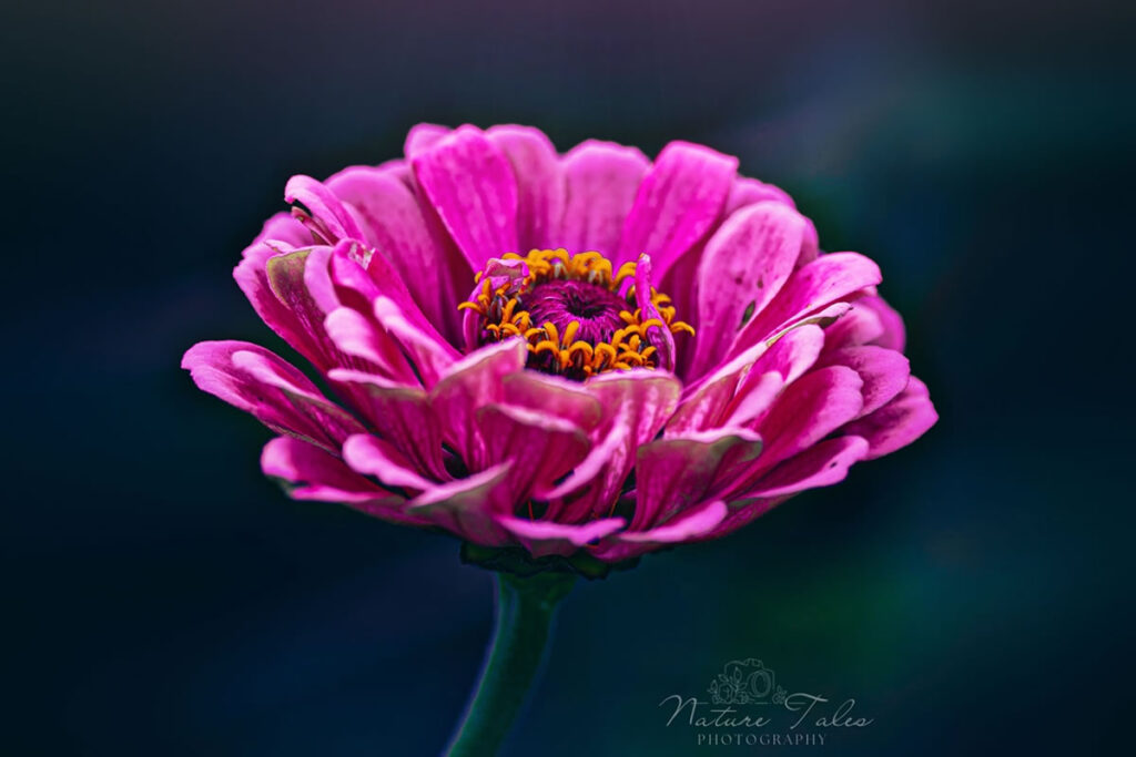 Macro Photography Of Flowers By Elien Van Moerzeke