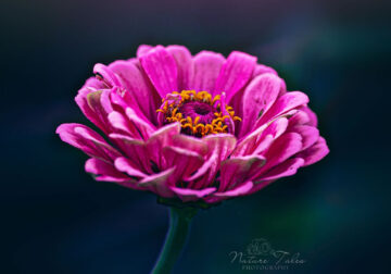 Macro Photography Of Flowers By Elien Van Moerzeke