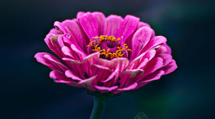 Macro Photography Of Flowers By Elien Van Moerzeke