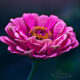 Macro Photography Of Flowers By Elien Van Moerzeke