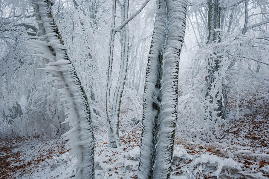 Frozen Forest Beautiful Landscape Photography By Martin Rak