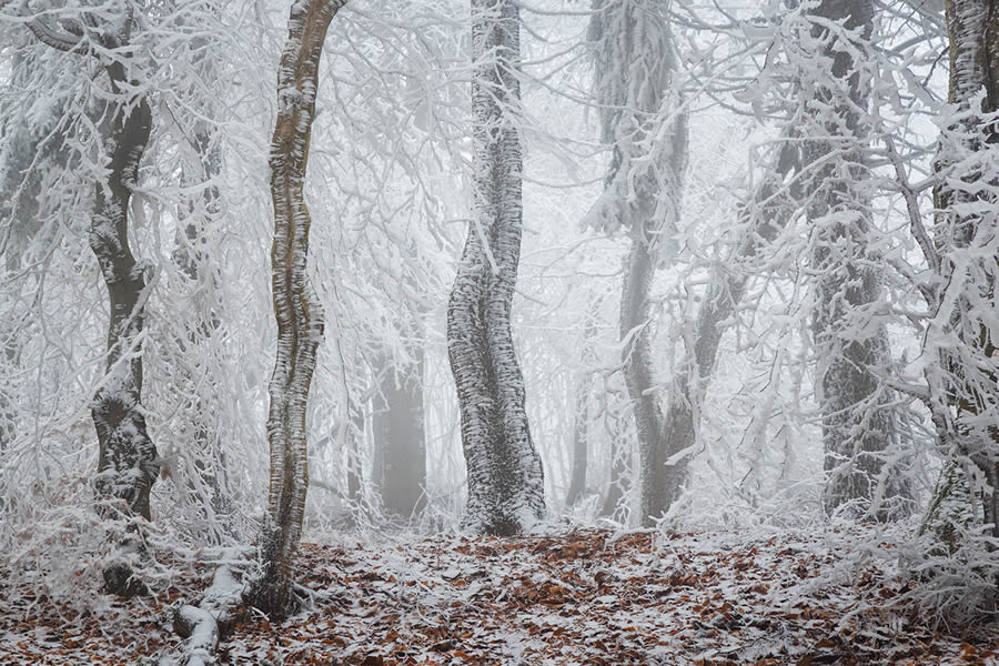 Frozen Forest Beautiful Landscape Photography By Martin Rak